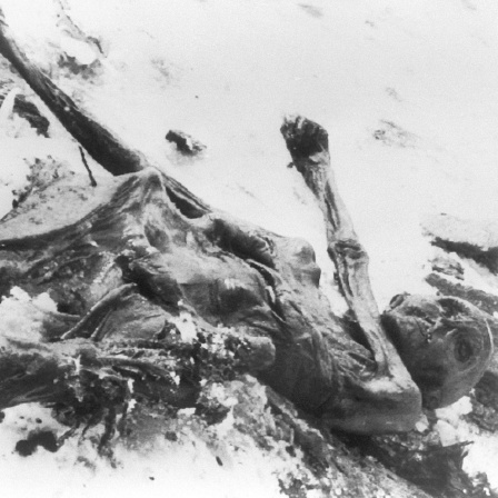Die am 19. September 1991 im Gletschergebiet der südtiroler Alpen von einem deutschen Urlauberpaar entdeckte Gletscherleiche "Ötzi" (Archivbild) 