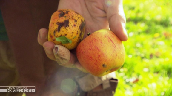 Hofgeschichten: Leben Auf Dem Land - Letzte Apfelernte Im November