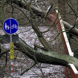 Durch umgestürzte Bäume ist diese Brücke in Karlsruhe am 26.12.1999 völlig unpassierbar geworden. Mehr als 100 Menschen starben in Frankreich, Deutschland und der Schweiz durch das Orkantief Lothar;  die meisten durch umfallende Bäume.