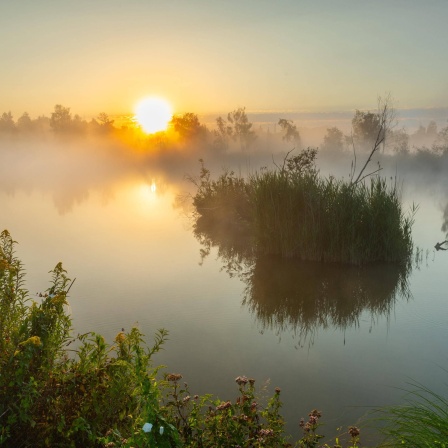 Moor