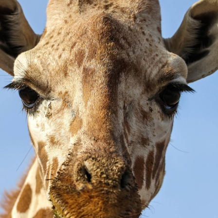 Die Tierdocs: Giraffe kriegt den Hals nicht voll