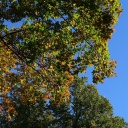 Bntes Kronendach mehrerer Bäume vor blauem Himel im Sonnenschein