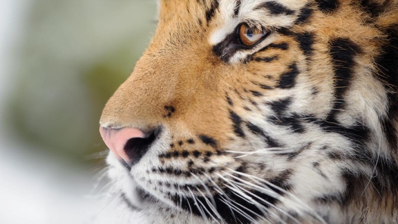 Erlebnis Erde - Sibirischer Tiger