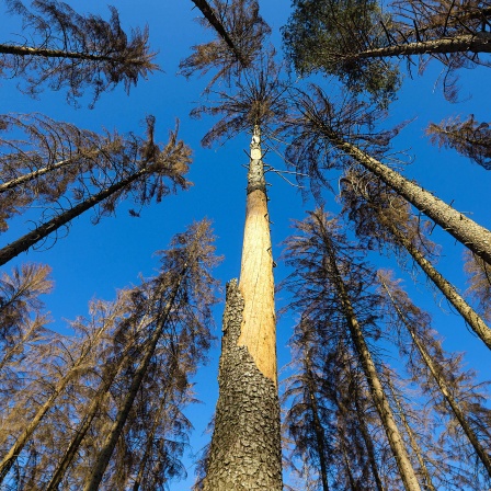 Geschädigte Fichten in der Dresdner Heide