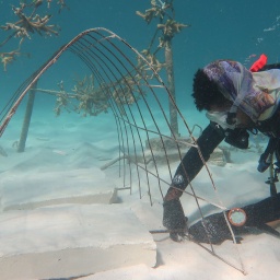 Ein Taucher installiert einen Metallkäfig, an dem später Korallen wachsen werden.