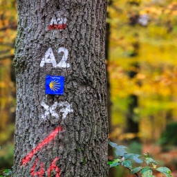 Wegweiser für Wanderer hängen im Reichswald bei Kleve an einem Baum.