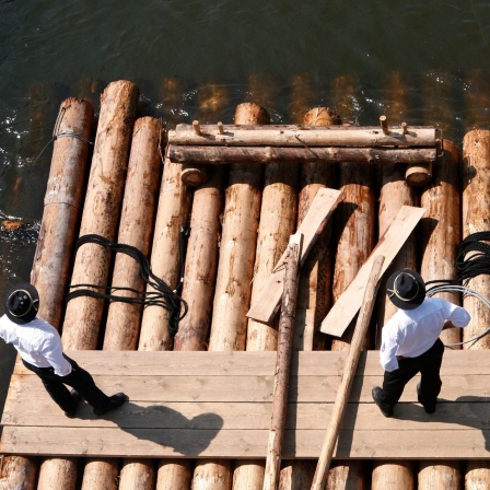 Flösser sehen zu, wie ihr 40 Meter langes Floss aus Baumstämmen in die Weser-Schleuse in Bremen-Hemelingen einfährt.