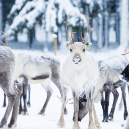 Rentiere in einem verschneiten Wald. Zwischen grauen Tieren, steht ein weißes Rentier und schaut in die Kamera.
