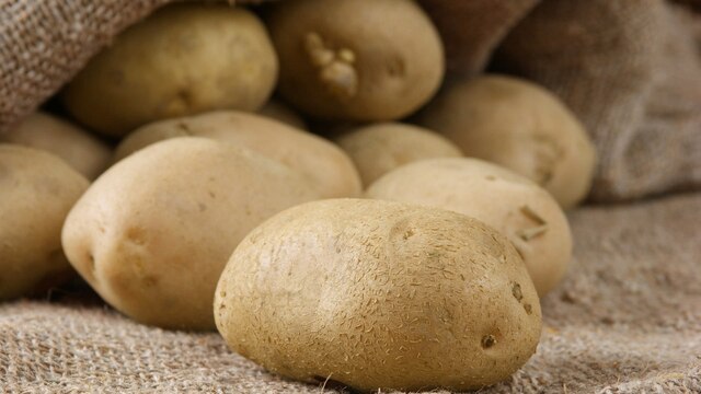Die Kartoffelsorte Annabelle gehört zu den beliebtesten Frühkartoffelsorten.