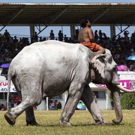 Weißer Elefant beim Elefantenfest in Thailand