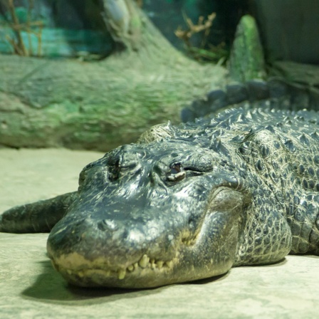 Der Alligator Saturn liegt in seinem Gehege auf dem Bauch.