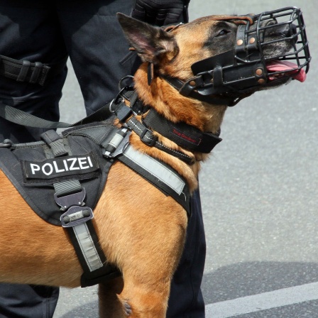 Ein Polizeihund.