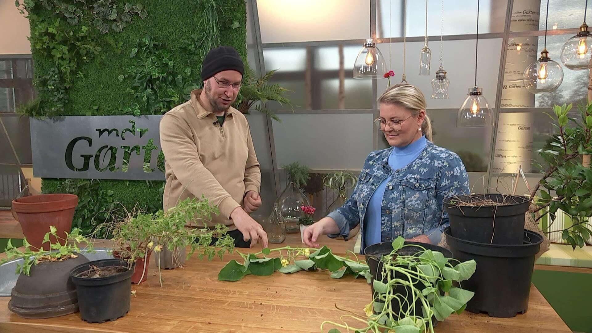 MDR Garten Gartenpflanzen eintopfen So bereiten Sie die Überwinterung