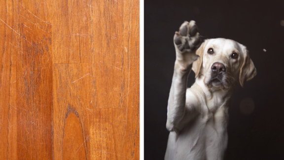 Wer Weiß Denn Sowas? - Hat Ein Vermieter Anspruch Auf Schadensersatz Bei Parkettkratzern Durch Einen Hund.