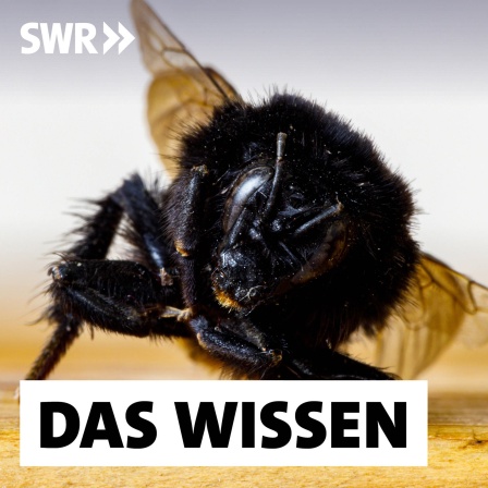 Das Insektensterben hat in Mitteleuropa alarmierende Ausmaße erreicht.