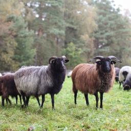 Heidschnucken in der Lüneburger Heide.