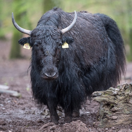 Yak