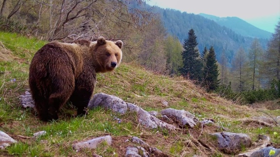 Erlebnis Erde - Plötzlich Stille - Wildtiere In Der Pandemie