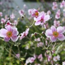 Rosa Blüten der Herbst-Anemone im SWR4 Gartentipp