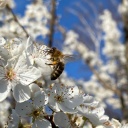 Eine Biene sammel Nektar auf Pflaumenblüten.