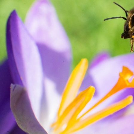 Eine Biene fliegt im Berggarten an den Herrenhäuser Gärten auf einen Krokus.