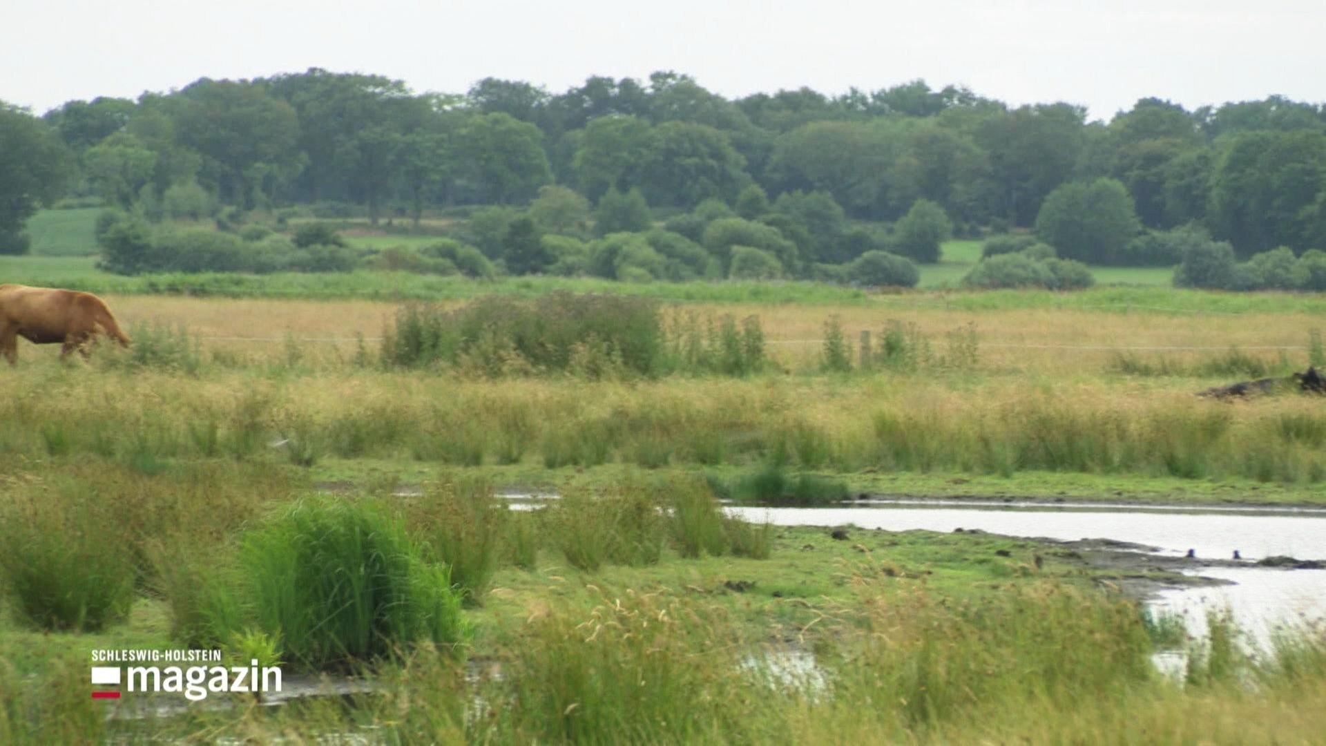 Schleswig-Holstein Magazin: Bauernhof versucht Klimaschutz und
