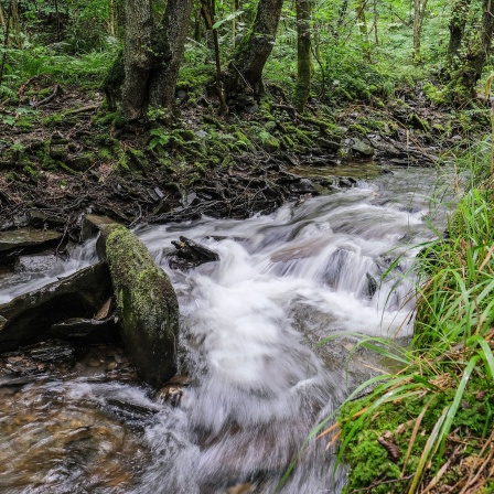 Wasser fließt im Nationalpark Eifel durch den Wüstebach.