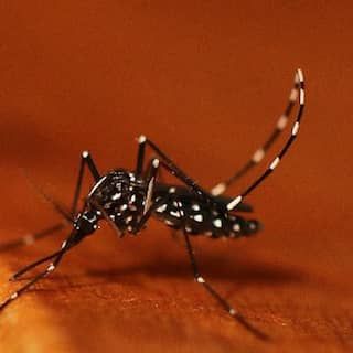 Asiatische Tigermücke (Aedes albopictus)