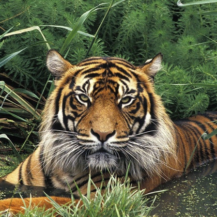 Die Tierdocs: Tiger säuft
