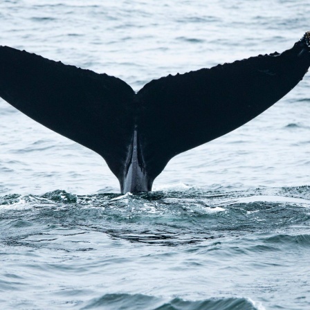 Die Tierdocs: Wal will nicht ins Meer