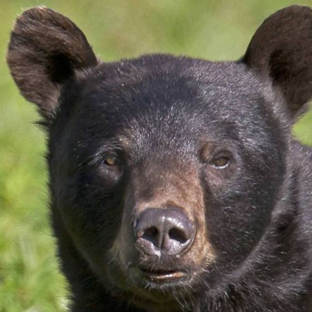 Ein Schwarzbär steht auf einer Wiese