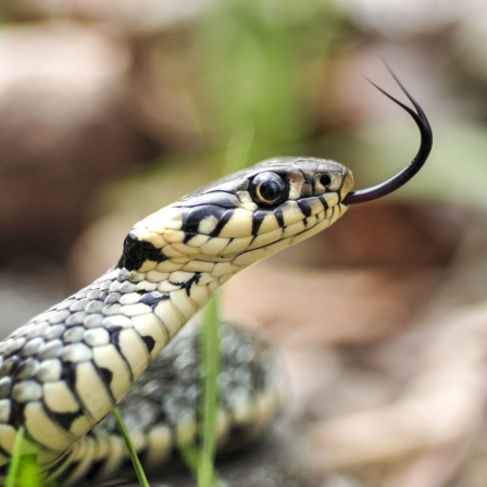 Ringelnatter (Natrix natrix) zeigt ihre Zunge: Die gespaltene Zunge in der Redensart bezieht sich auf die Schlange. Diese Tiere haben häufig eine vorne verzweigte Zunge, mit der sie sehr viel wahrnehmen. Für uns erscheint das im übertragenen Sinn, als würde jemand nicht grade und klar bei einer Wahrheit bleiben, sondern als würde er das eine sagen und das andere meinen.