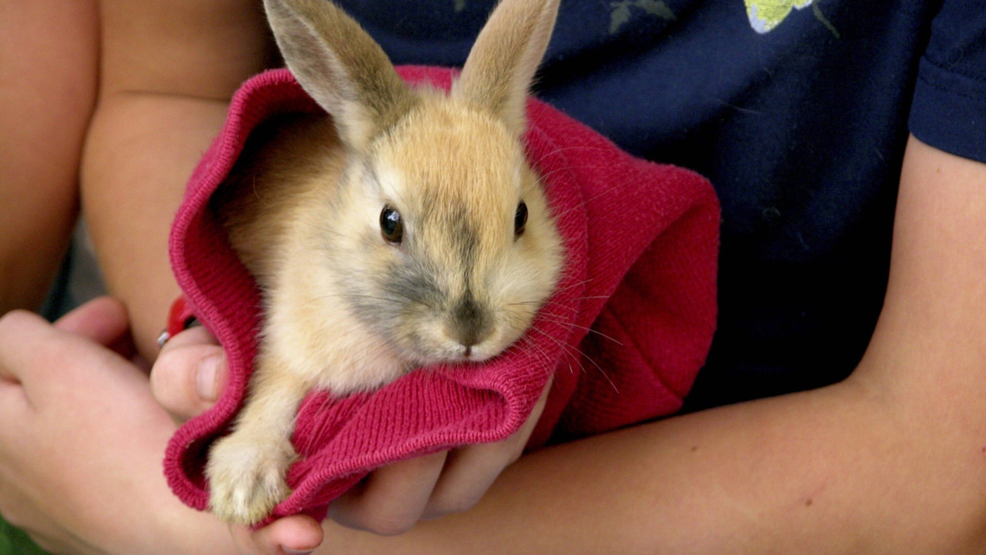 Wissen Haustier, Nutztier, Wildtier geliebt, gequält