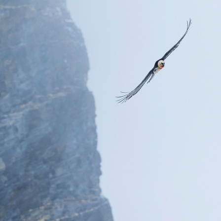 Ein Bartgeier im Flug in den Schweizer Alpen. 