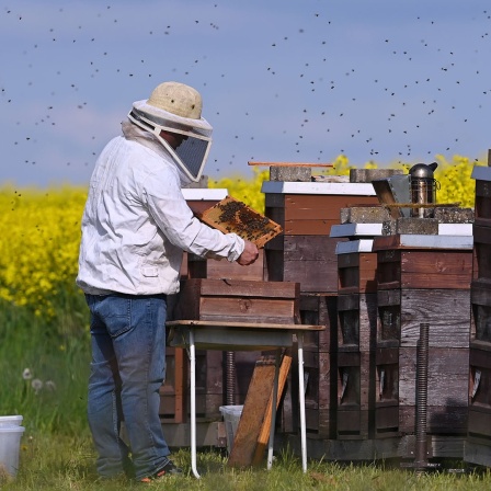 Ein Imker sammelt Honig von Bienen.