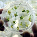 Weizenzellkultur in einer Petrischale.