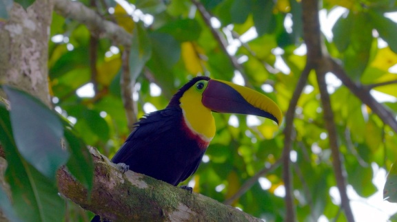 Abenteuer Wildnis - Wildes Costa Rica