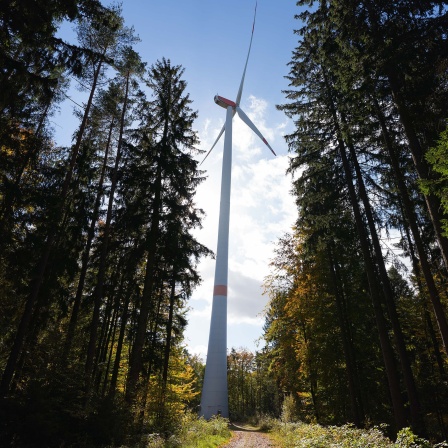 Die Sonne lässt 2021 das verfärbte Herbstlaub rund um ein Windrad aufleuchten.