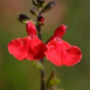 Die roten Blüten des Pfirischsalbeis