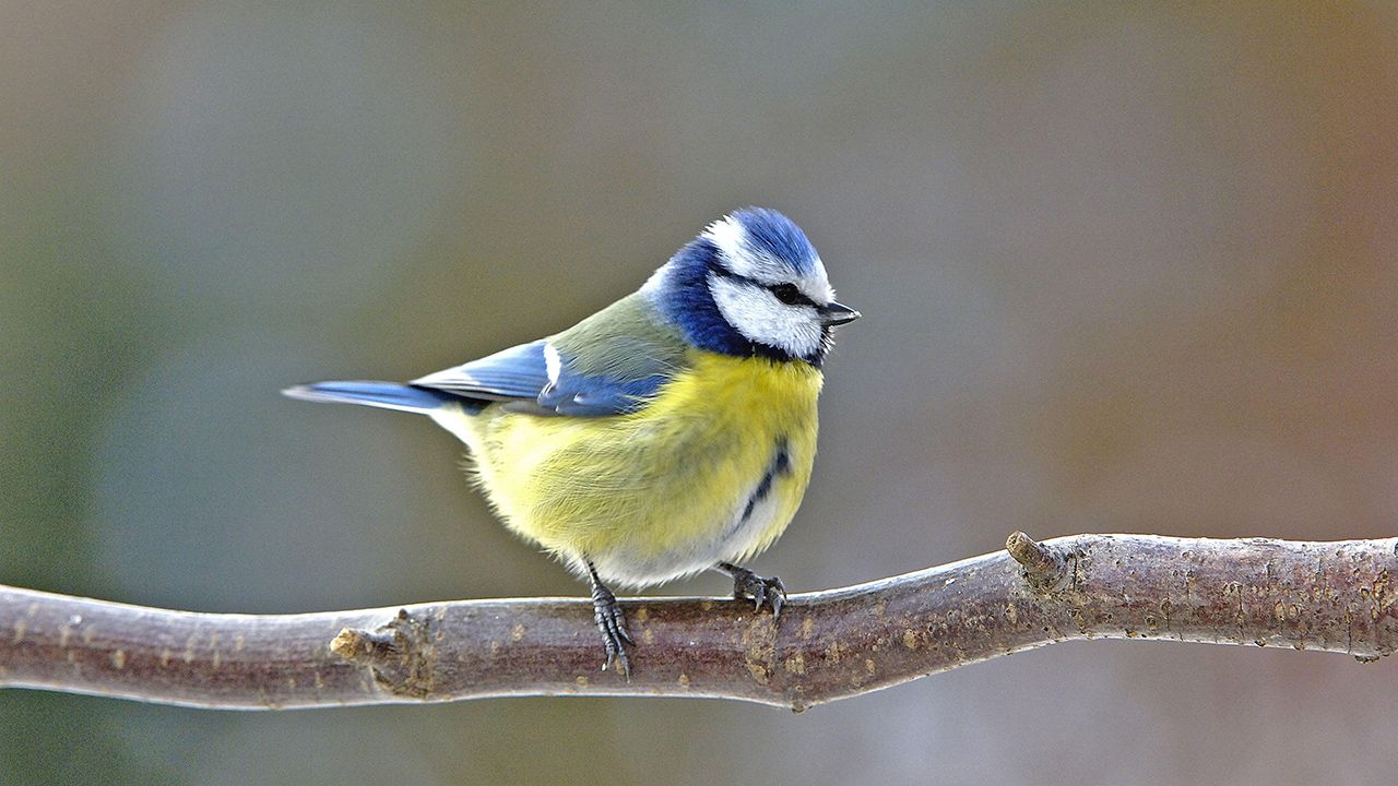 rbb Gartenzeit Vögel im Garten was ihnen besonders gut schmeckt