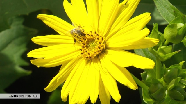 Großaufnahme einer gelben Blüte, auf der eine Biene sitzt.