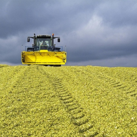 Fahrsilo mit Mais-Silage