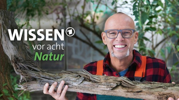 Wissen Vor Acht - Natur - Wissen Vor Acht - Natur