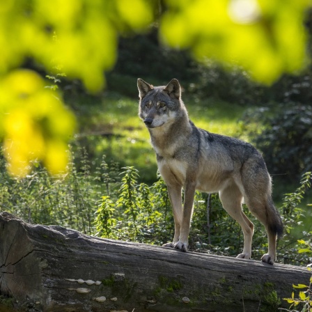 Der Wolf breitet sich in NRW immer mehr aus.