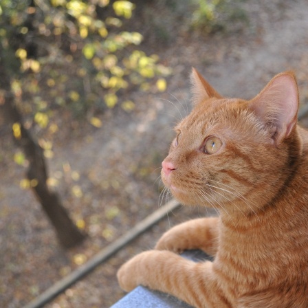 Orangefarbene Katze sitzt lehnt mit beiden Pfoten aus Fenster und schaut leicht nach oben, im Hof unscharf ein Baum