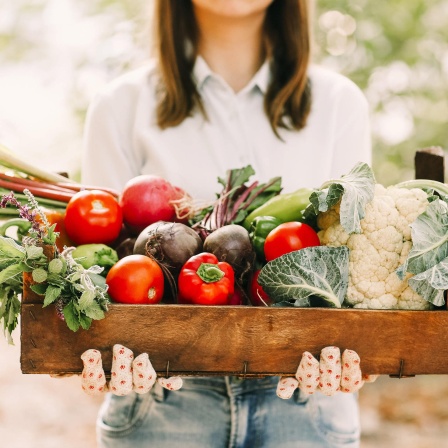 Eine Frau trägt eine Kiste voll Gemüse: Immer mehr Menschen legen selbst Hand an und arbeiten bei Landwirten mit