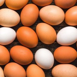 Braune und weiße Eier: Eierschalen bestehen hauptsächlich aus Kalk und Kalk ist weiß - das ist also die Grundfarbe der Eier. Braune Eier haben verschiedene Pigmente, weiße Eier haben keine Pigmente. Ob ein Huhn weiße oder pigmentierte Eier legt, ist ausschließlich eine Frage der Gene und damit eine Frage der Hühnerrasse.