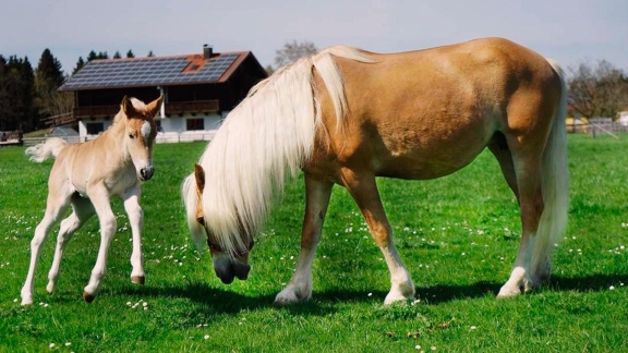 Anna, Pia Und Die Haustiere - Haflinger