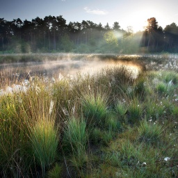 Morgennebel liegt über einem Moor im Naturschutzgebiet Houterenberg-Pinnekenswijer, Belgien, Vlaams-Brabant, Houterenberg-Pinnekenswijer, Tessenderlo.