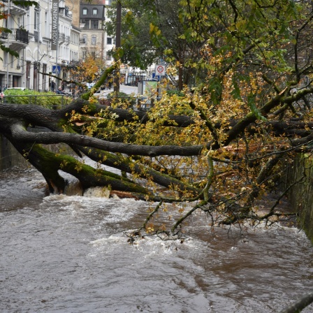 Eine 25 Meter hohe Eiche ist in Baden-Baden umgestürzt.
